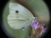 Pieris rapae